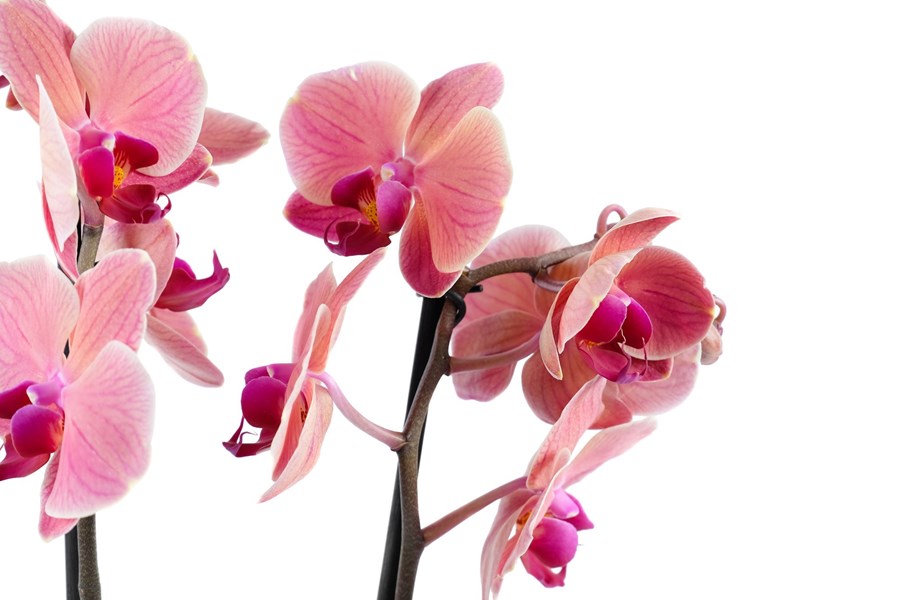 Орхидея в горшке Орхидея Фаленопсис терракотовая 2ст